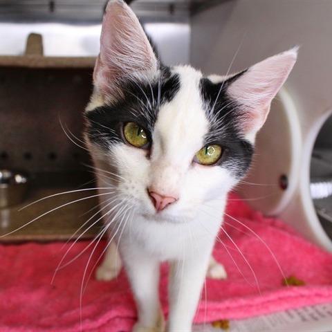 Enlarge Zella, a Adoptable Domestic Short Hair in Hopkinton, MA image 1/1