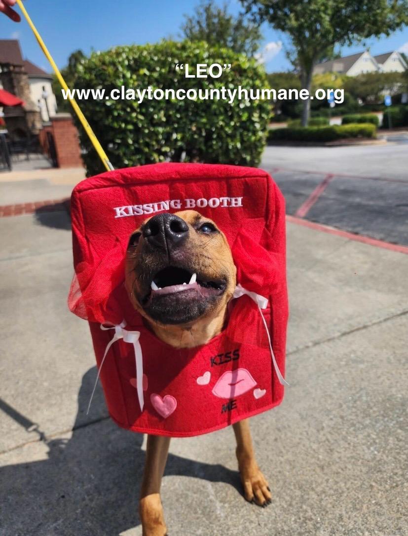 Enlarge Leo CCHS, a Adoptable mixed breed in Locust Grove, GA image 1/1