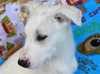 Heidi's Hunter, a Adoptable mixed breed in Anaconda, MT image 1/5