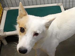 Heidi's Hunter, a Adoptable mixed breed in Anaconda, MT image 5/5