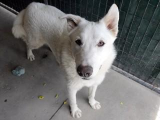 Heidi's Hunter, a Adoptable mixed breed in Anaconda, MT image 3/6
