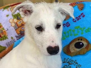 Heidi's Hunter, an adoptable Cattle Dog, Australian Shepherd in Anaconda, MT, 59711 | Photo Image 3