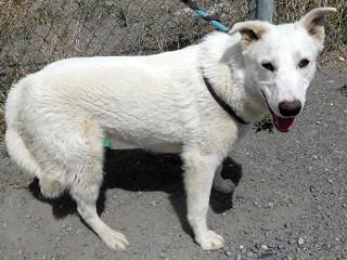 Heidi's Hunter, a Adoptable mixed breed in Anaconda, MT image 2/6