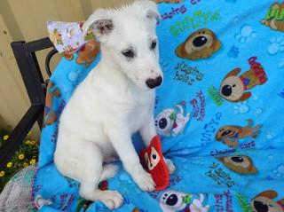 Heidi's Hunter, a Adoptable mixed breed in Anaconda, MT image 3/5