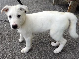 Heidi's Hunter, a Adoptable mixed breed in Anaconda, MT image 4/5