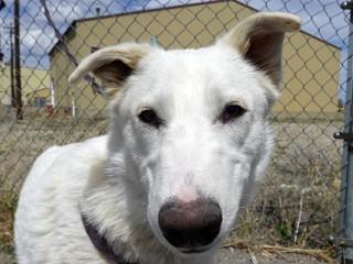 Heidi's Hunter, Adoptable, Young Male Cattle Dog & Australian Shepherd.