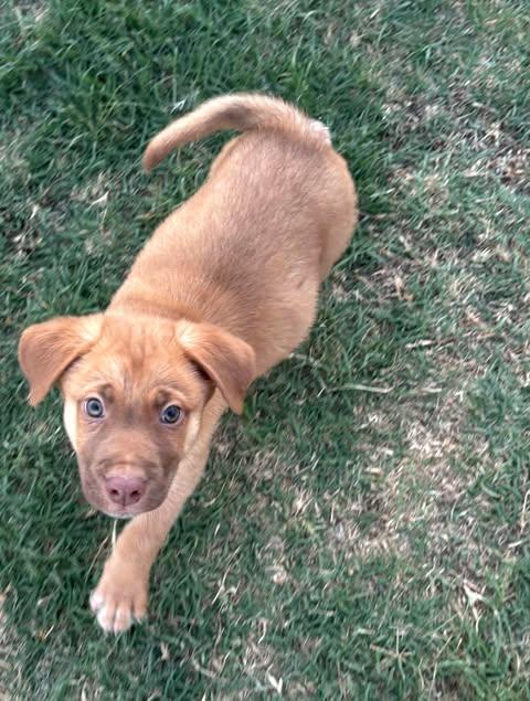 Mario, Adoptable, Puppy Male Terrier.