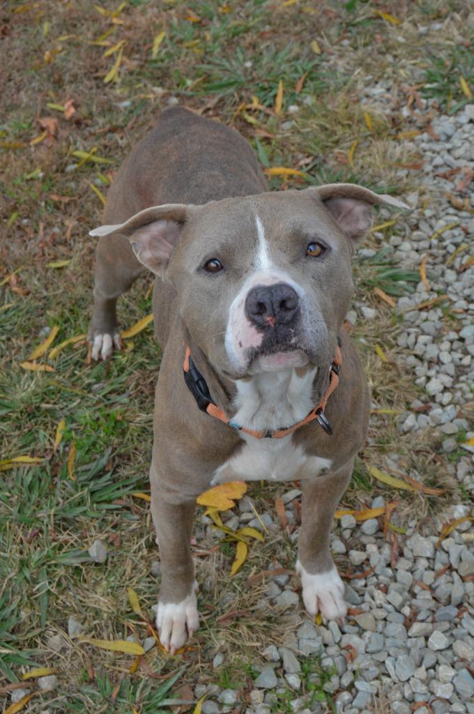 Bobby Joe, Adoptable, Adult Male Pit Bull Terrier.