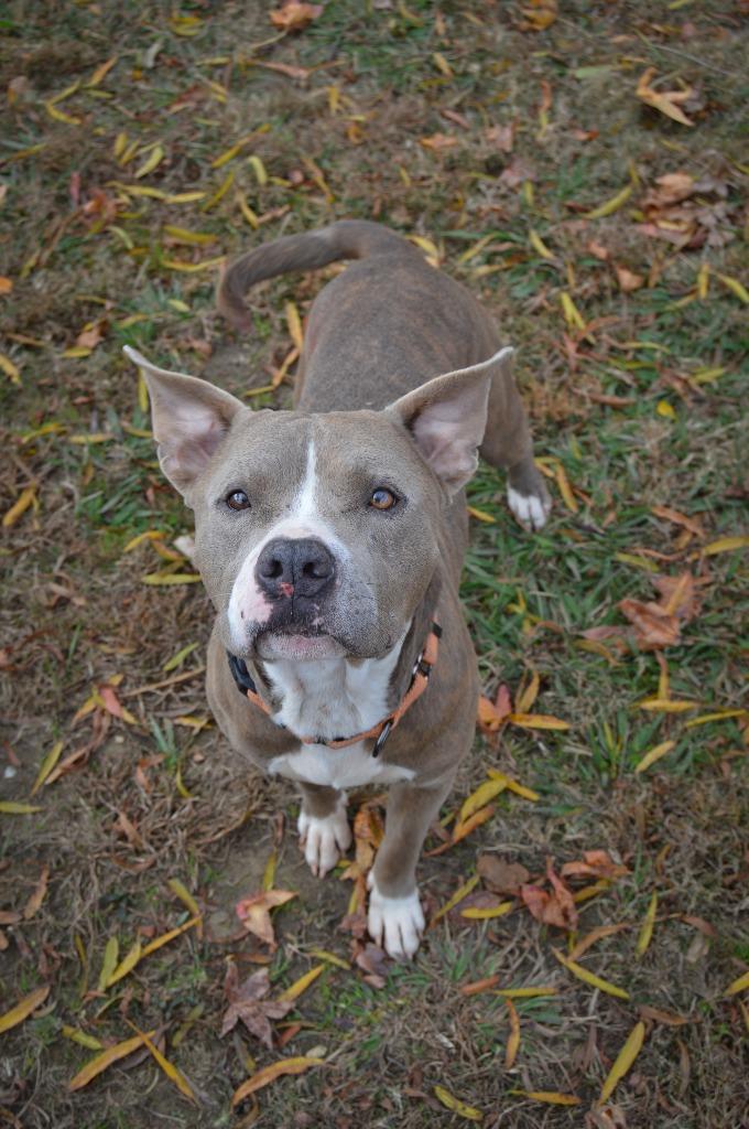 Bobby Joe, a Adoptable Pit Bull Terrier in Camden, TN image 2/3