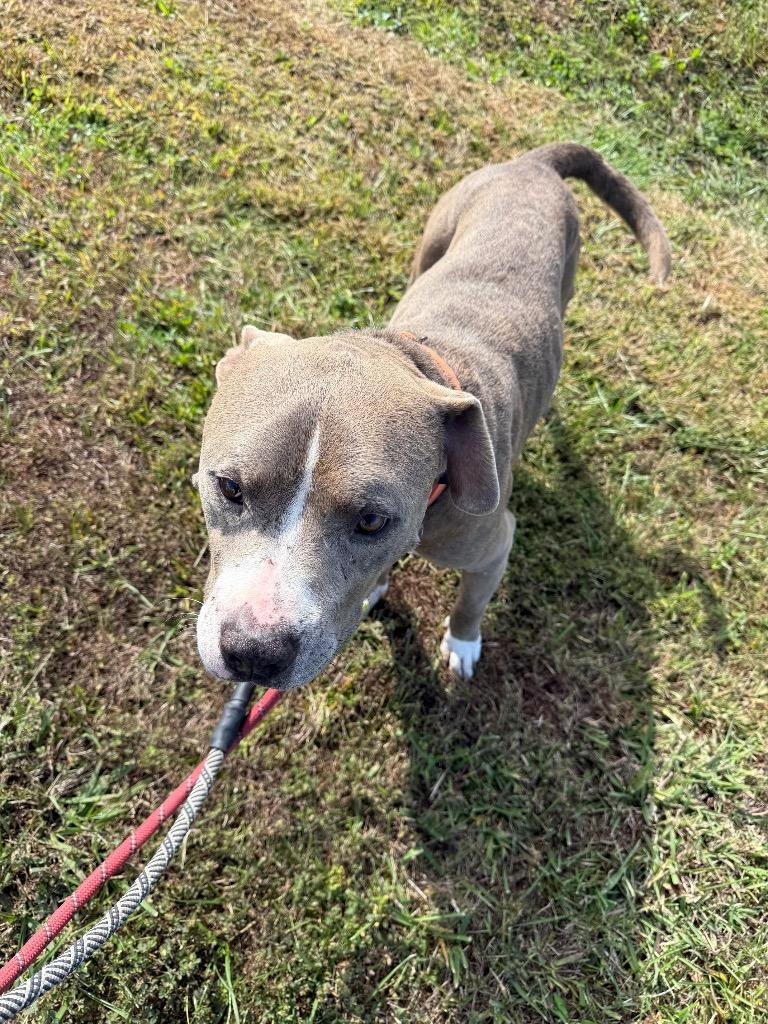 Bobby Joe, a Adoptable Pit Bull Terrier in Camden, TN image 3/3