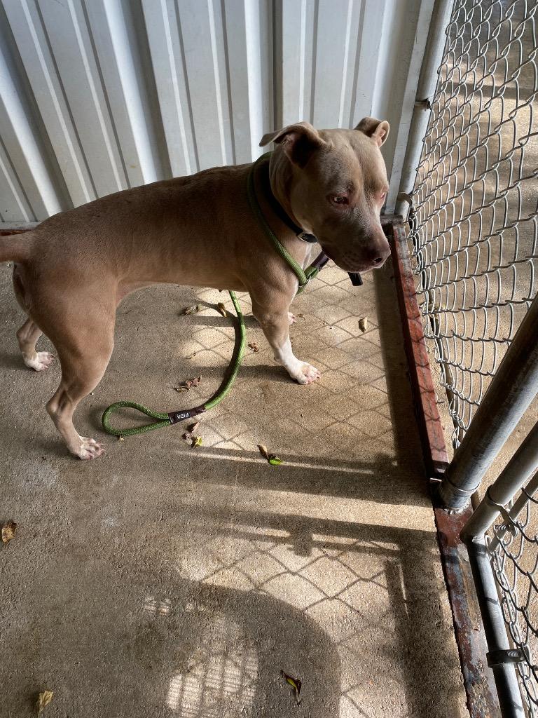 Enlarge Cookie, a Adoptable Pit Bull Terrier in Ada, OK image 1/6