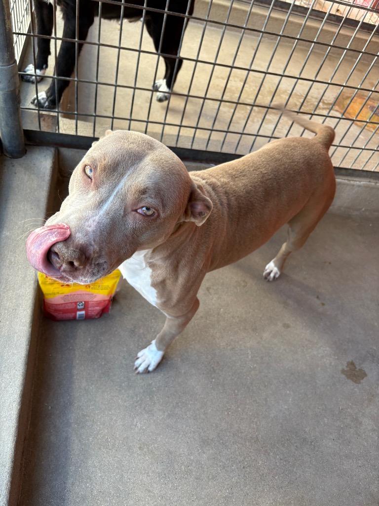 Enlarge Cookie, a Adoptable Pit Bull Terrier in Ada, OK image 3/6