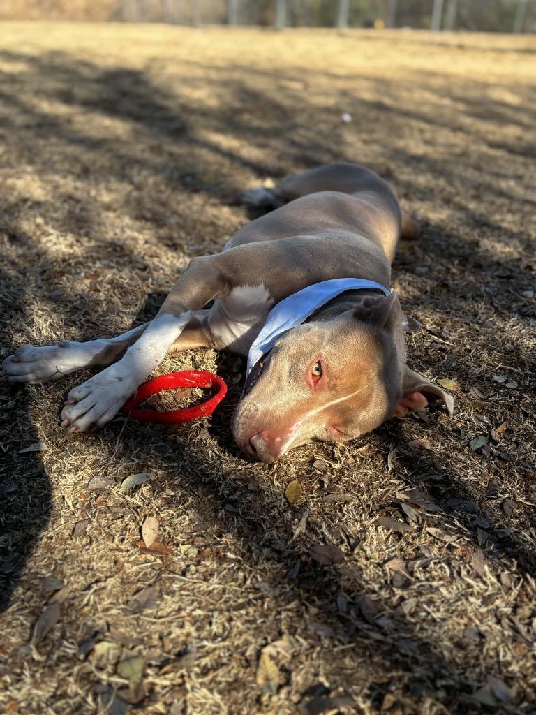 Enlarge Cookie, a Adoptable Pit Bull Terrier in Ada, OK image 4/6