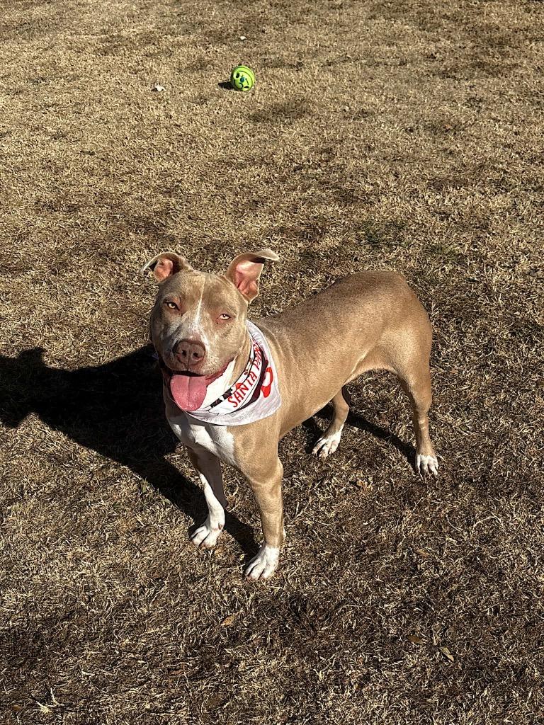 Enlarge Cookie, a Adoptable Pit Bull Terrier in Ada, OK image 6/6