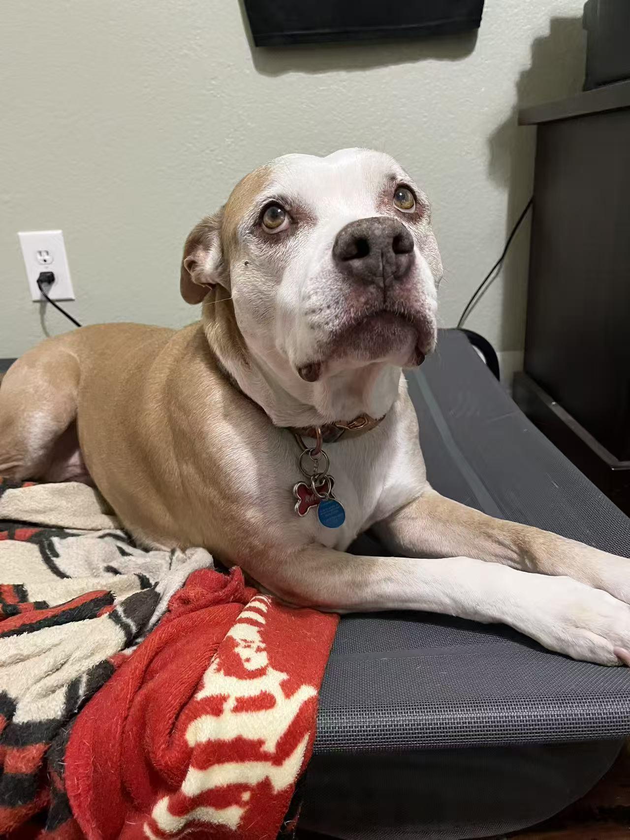 Enlarge Raven, a Adoptable mixed breed in Chandler, AZ image 2/5