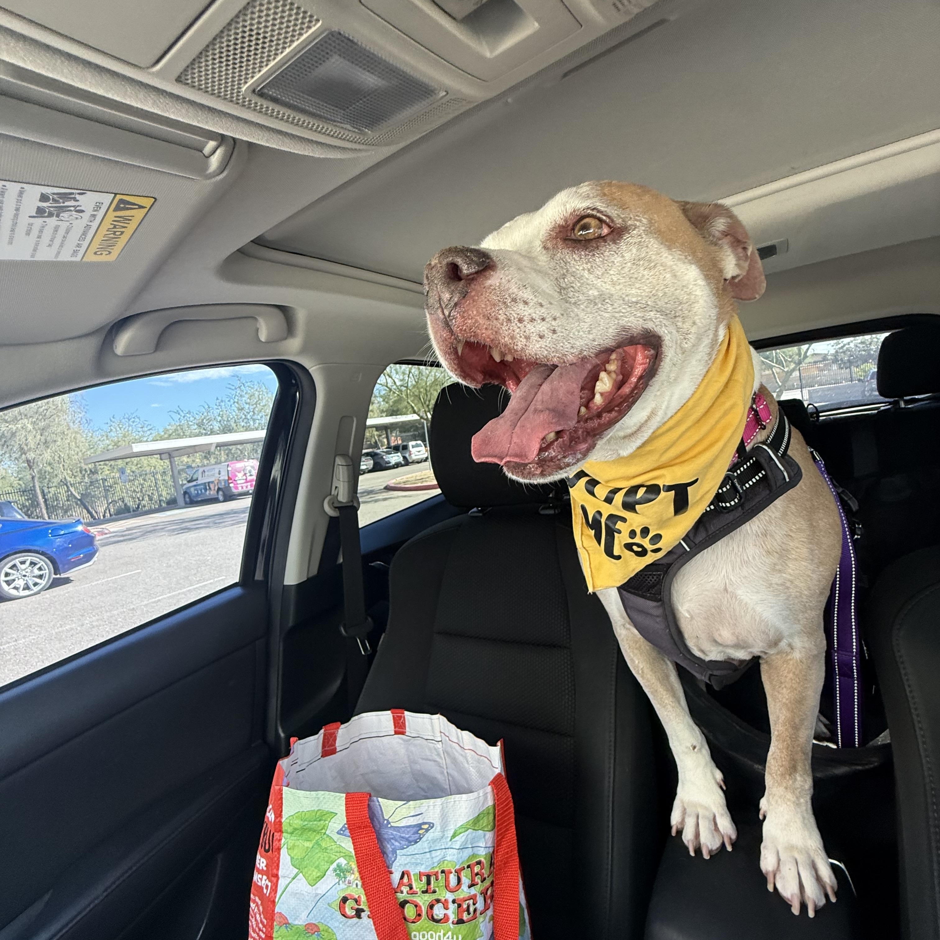 Raven, Adoptable, Senior Female Pit Bull Terrier & American Staffordshire Terrier.