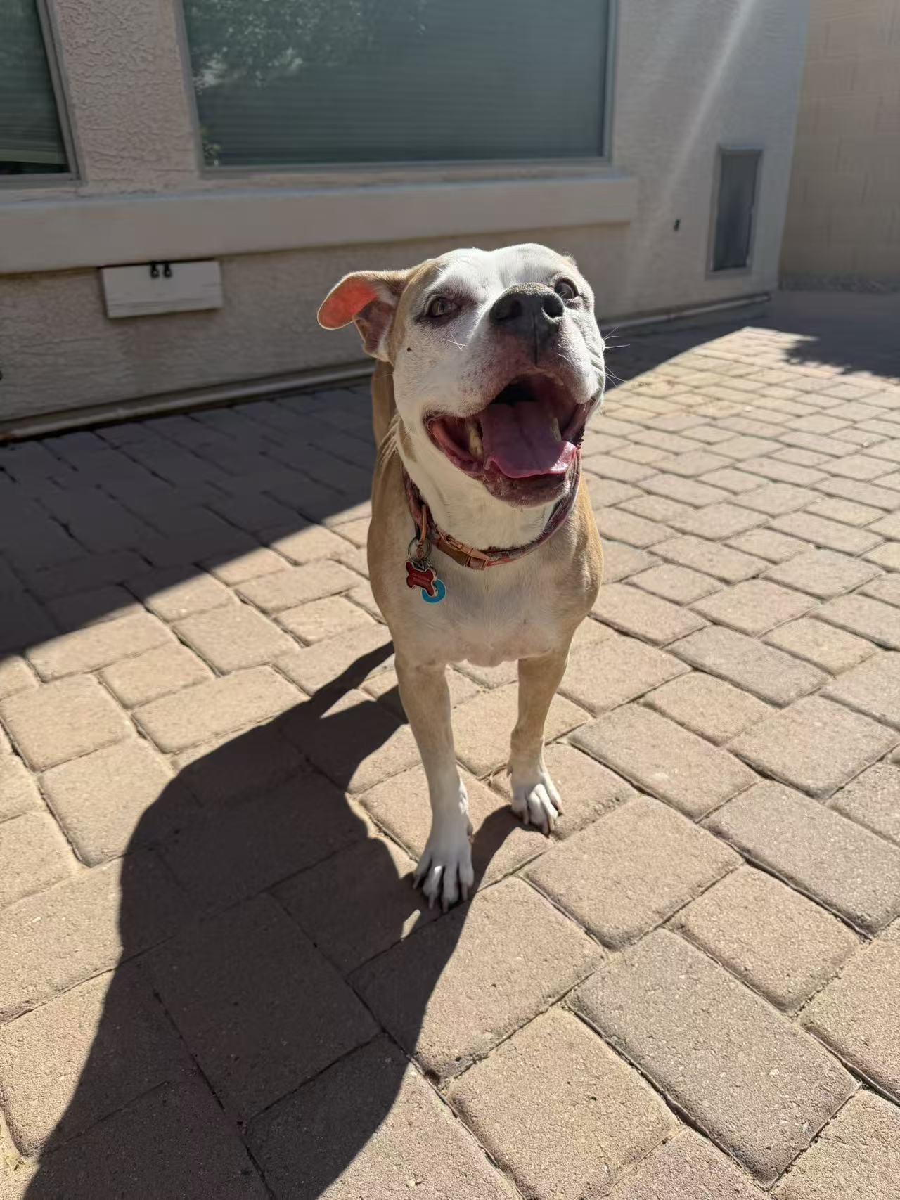 Enlarge Raven, a Adoptable mixed breed in Chandler, AZ image 3/5