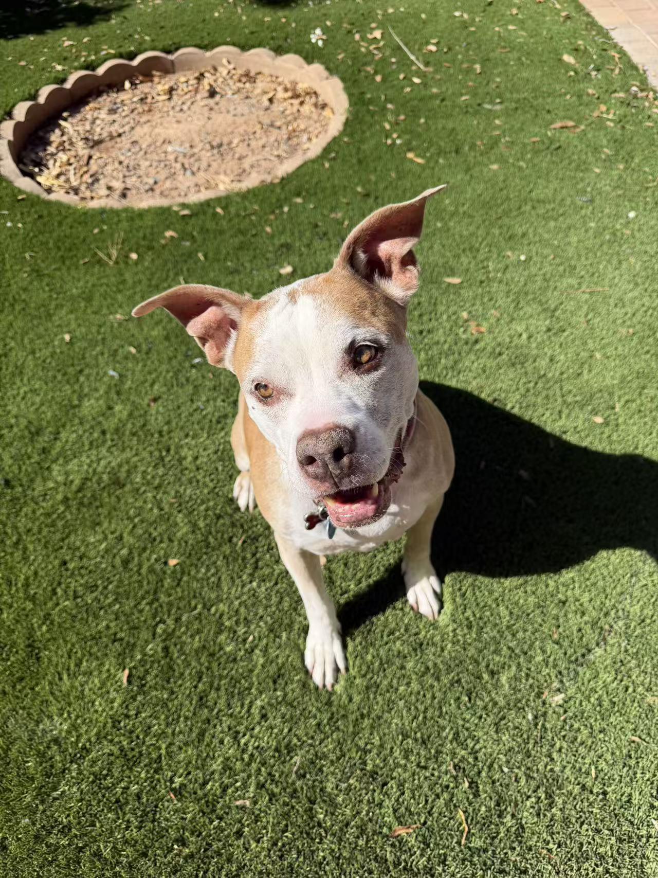 Enlarge Raven, a Adoptable mixed breed in Chandler, AZ image 4/5