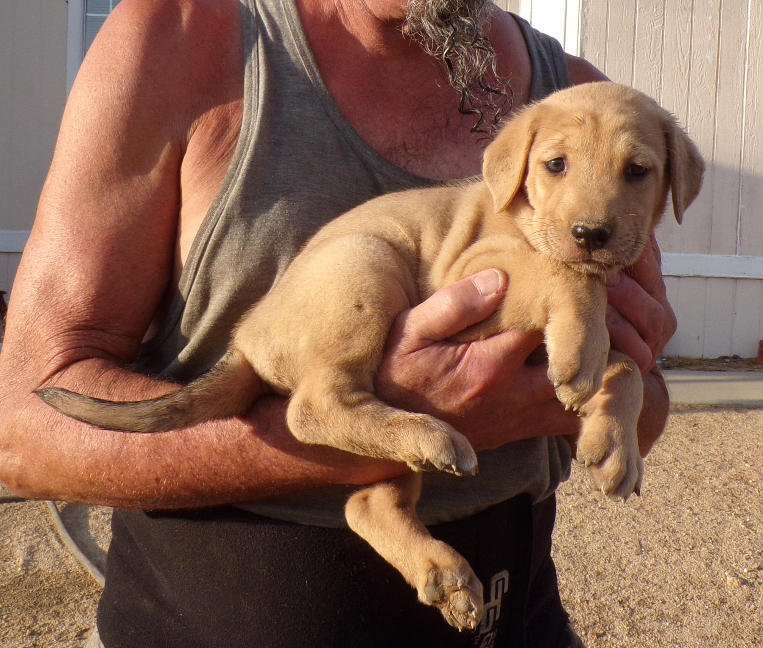 HOLLY, adopted, Puppy Female Labrador Retriever & Shepherd.