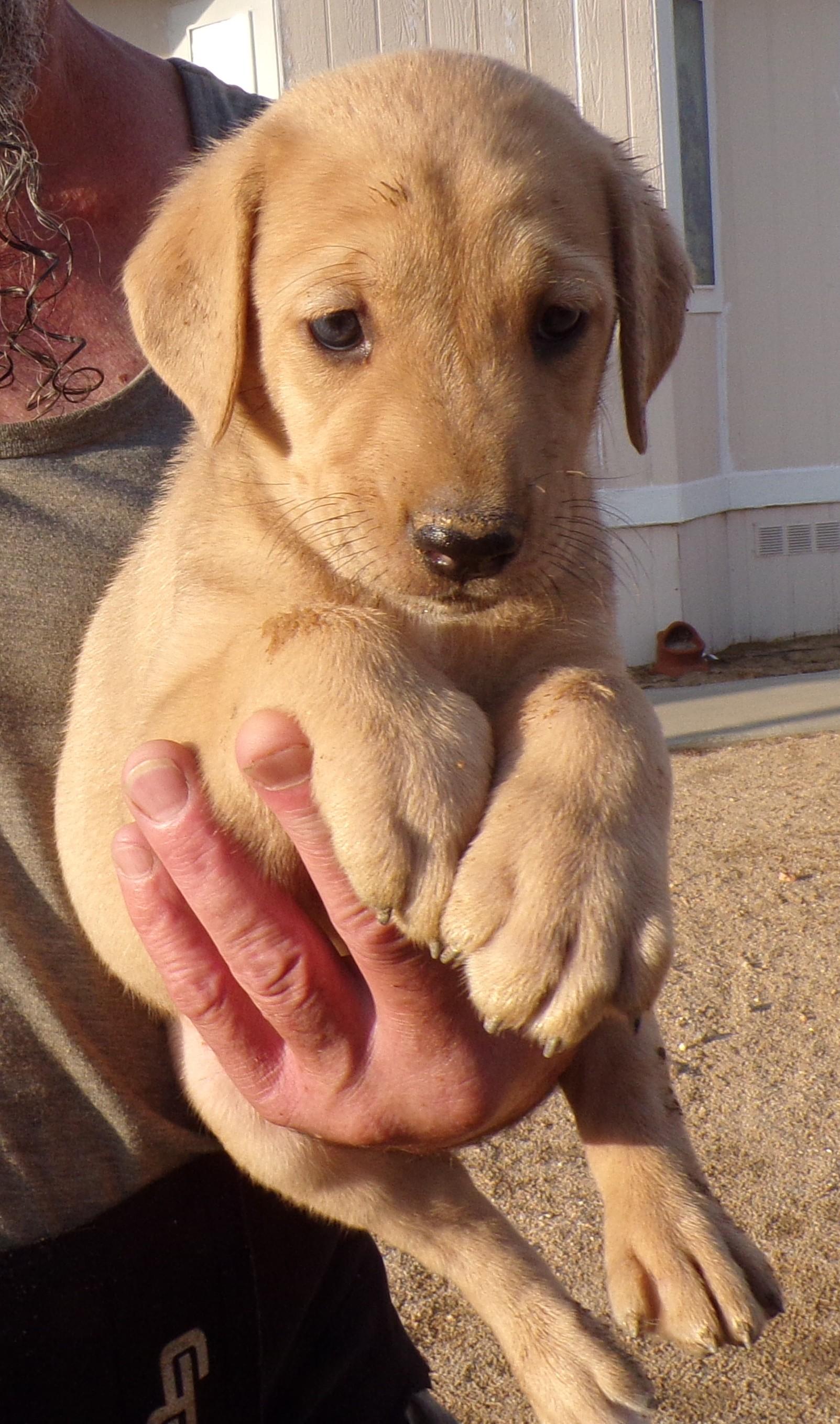 Enlarge HOLLY, an adopted mixed breed in Corona, CA image 2/3