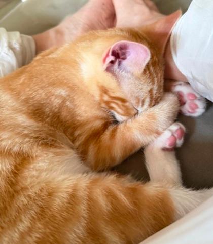 Enlarge Henry, a Adoptable Domestic Short Hair in Encinitas, CA image 1/3