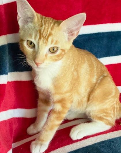 Enlarge Henry, a Adoptable Domestic Short Hair in Encinitas, CA image 2/3