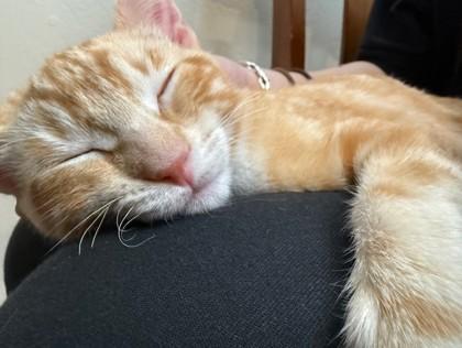 Enlarge Henry, a Adoptable Domestic Short Hair in Encinitas, CA image 3/3