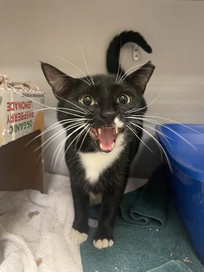 Jinx, Adoptable, Adult Male Domestic Short Hair & Domestic Short Hair.