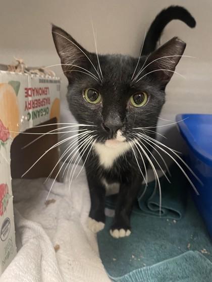 Jinx, Adoptable, Adult Male Domestic Short Hair & Domestic Short Hair.