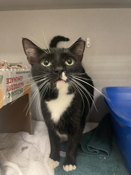 Jinx, a Adoptable mixed breed in Quakertown, PA image 2/3