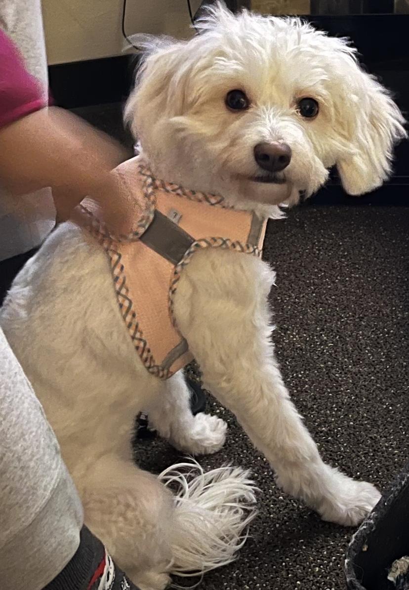 Mia. ADOPTED, adopted, Young Female Maltipoo.