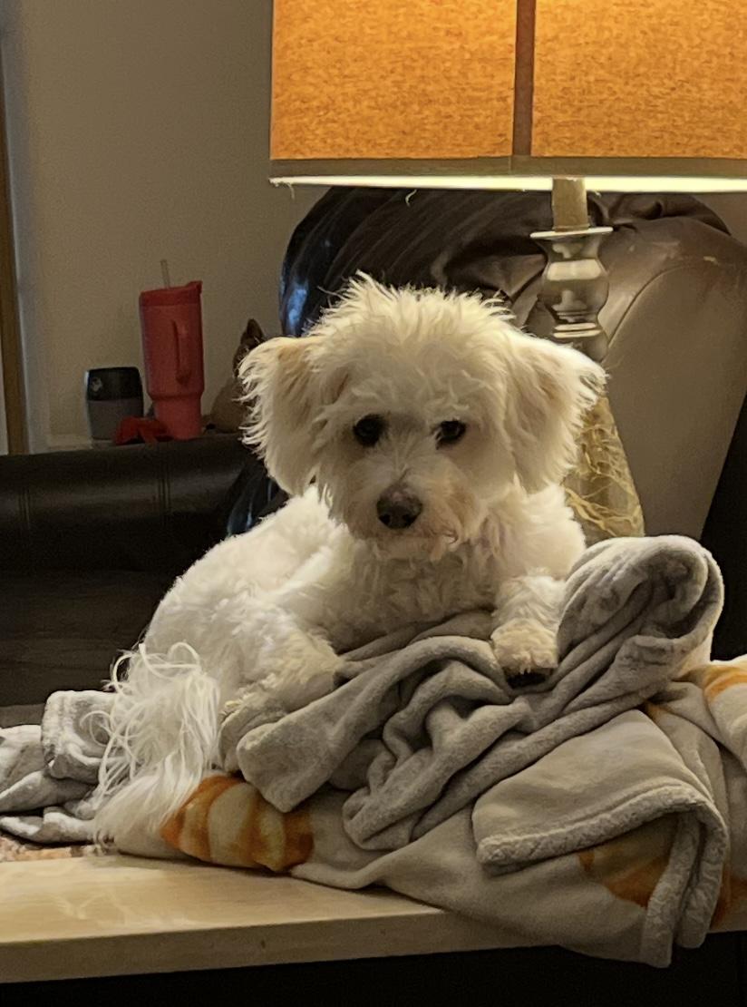 Enlarge Mia. ADOPTED, an adopted Maltipoo in Union Grove, WI image 2/2