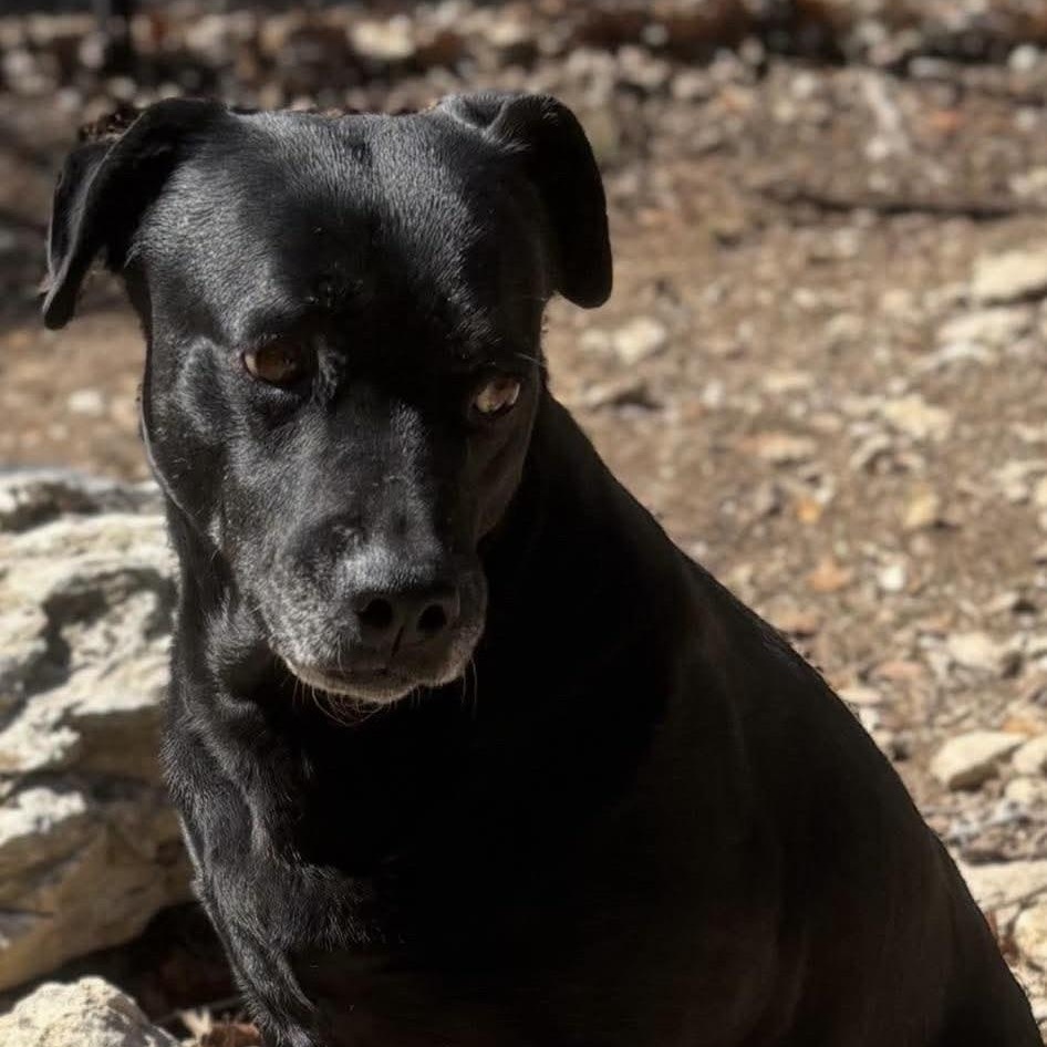 Enlarge Bruno, a Adoptable mixed breed in Wimberley, TX image 3/6