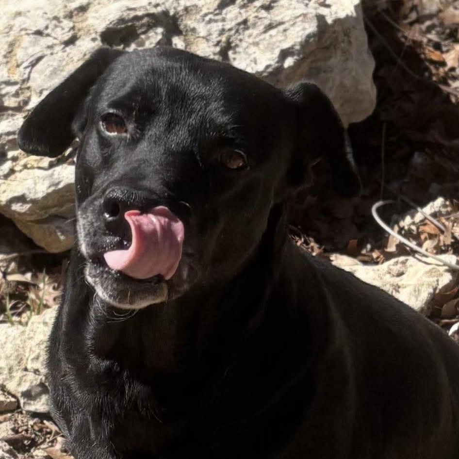 Enlarge Bruno, a Adoptable mixed breed in Wimberley, TX image 1/6