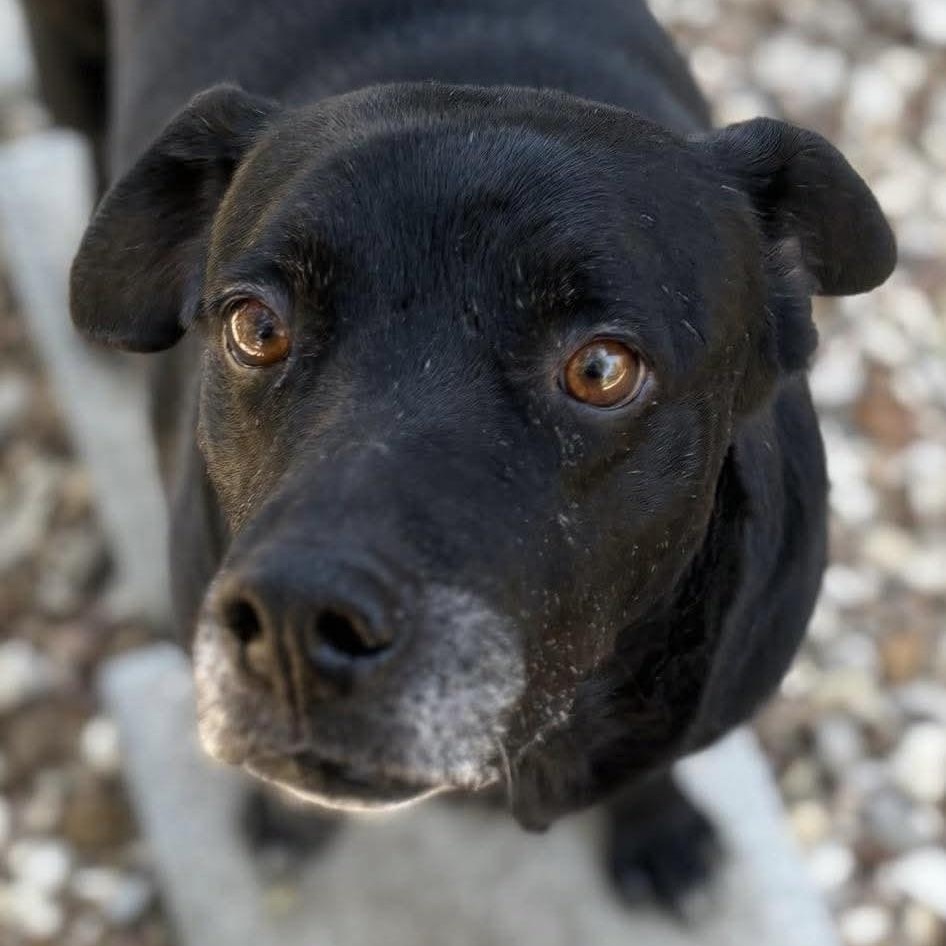 Enlarge Bruno, a Adoptable mixed breed in Wimberley, TX image 2/6