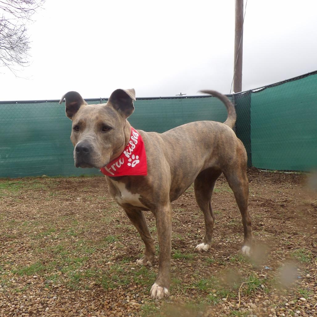 Gretel, Adoptable, Adult Female Pit Bull Terrier.