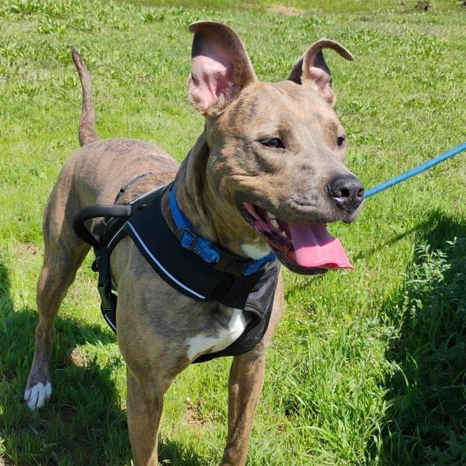 Enlarge Gretel, a Adoptable Pit Bull Terrier in Duncan, OK image 1/4