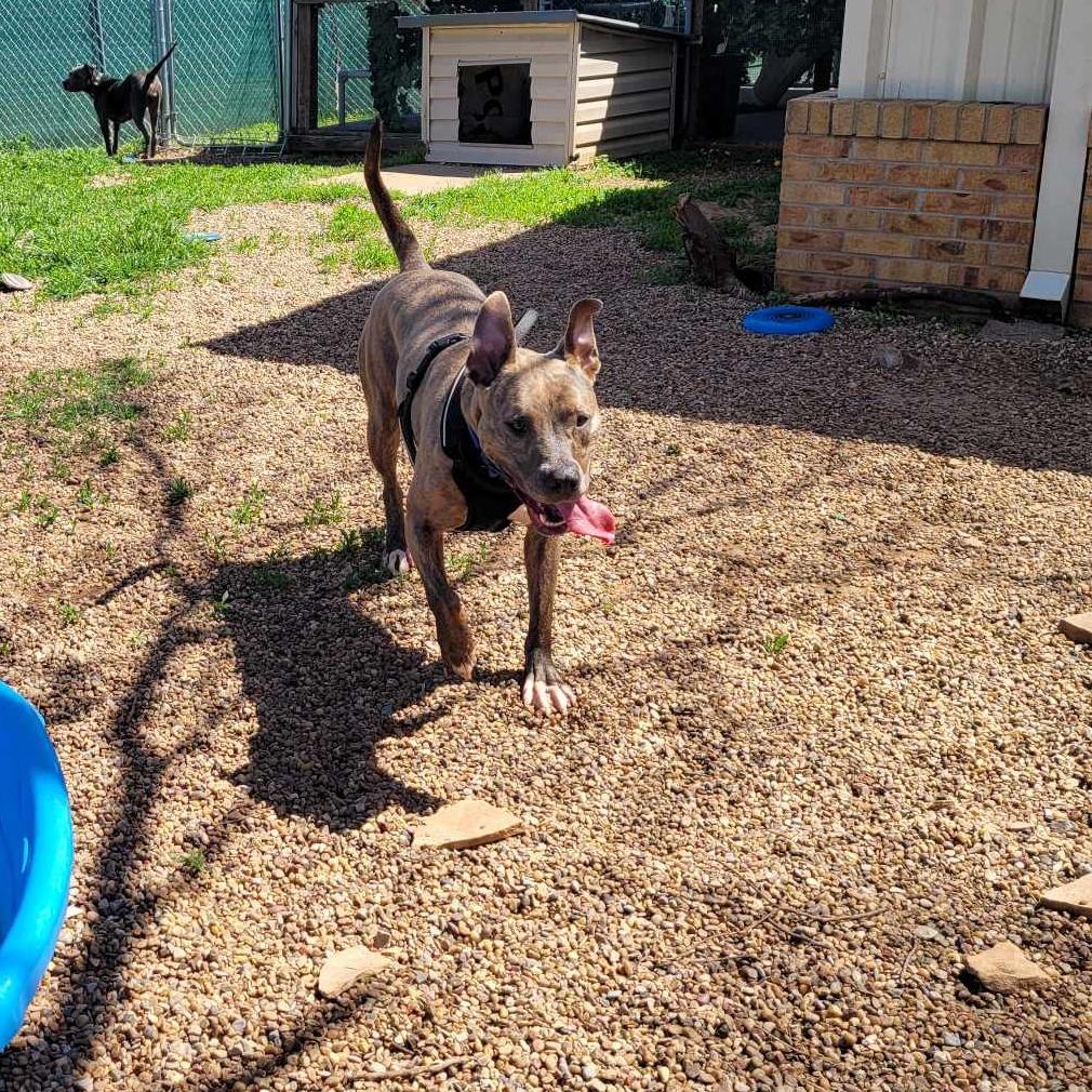 Enlarge Gretel, a Adoptable Pit Bull Terrier in Duncan, OK image 2/4
