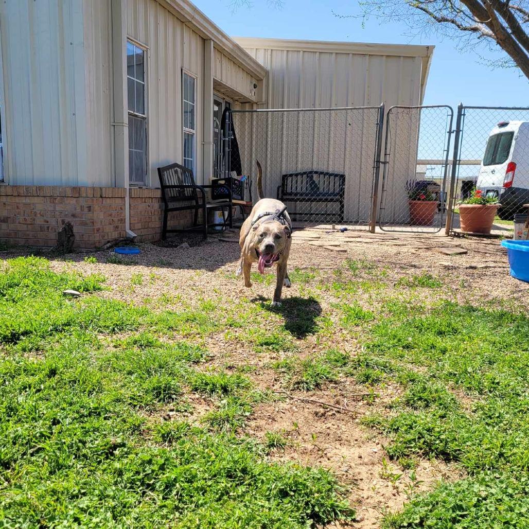 Enlarge Gretel, a Adoptable Pit Bull Terrier in Duncan, OK image 3/4