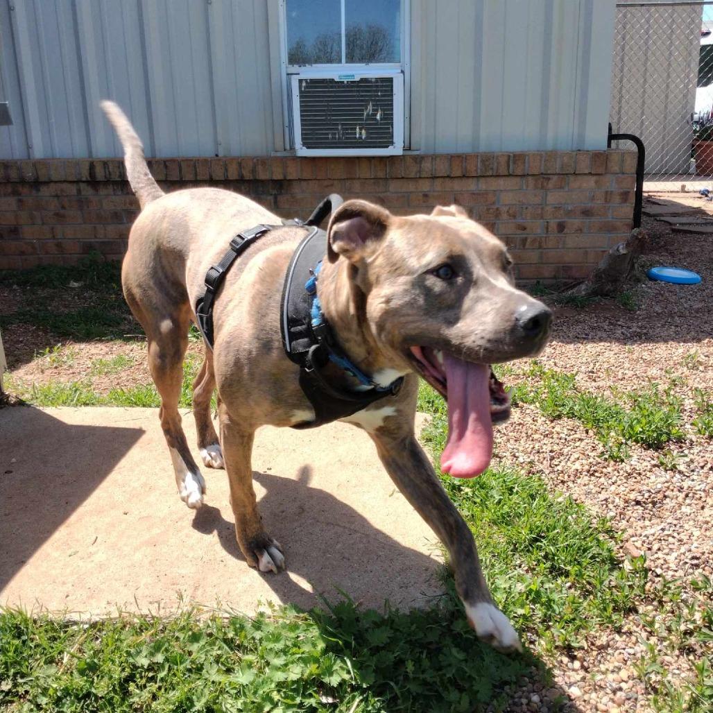 Enlarge Gretel, a Adoptable Pit Bull Terrier in Duncan, OK image 4/4