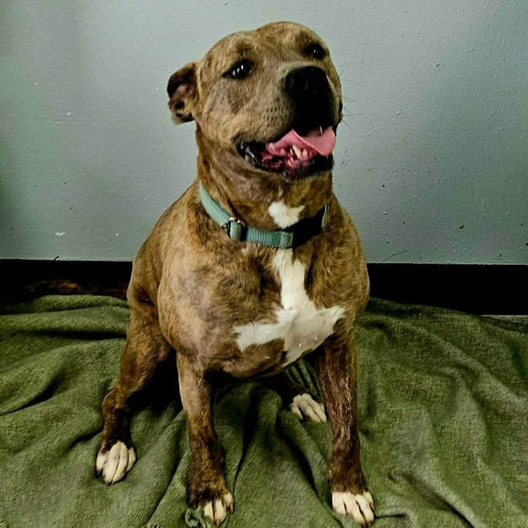 Enlarge Gretel, a Adoptable Pit Bull Terrier in Duncan, OK image 6/6
