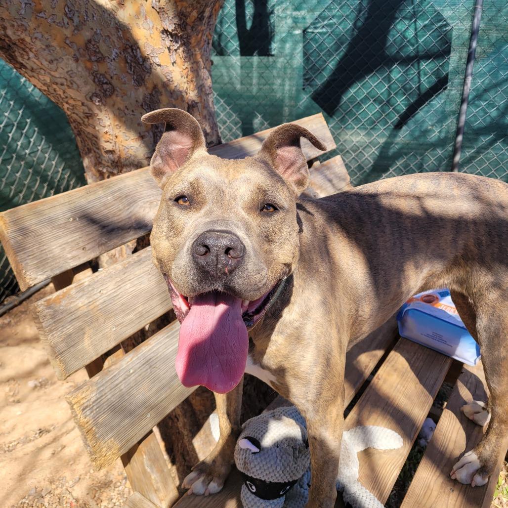 Enlarge Gretel, a Adoptable Pit Bull Terrier in Duncan, OK image 6/6