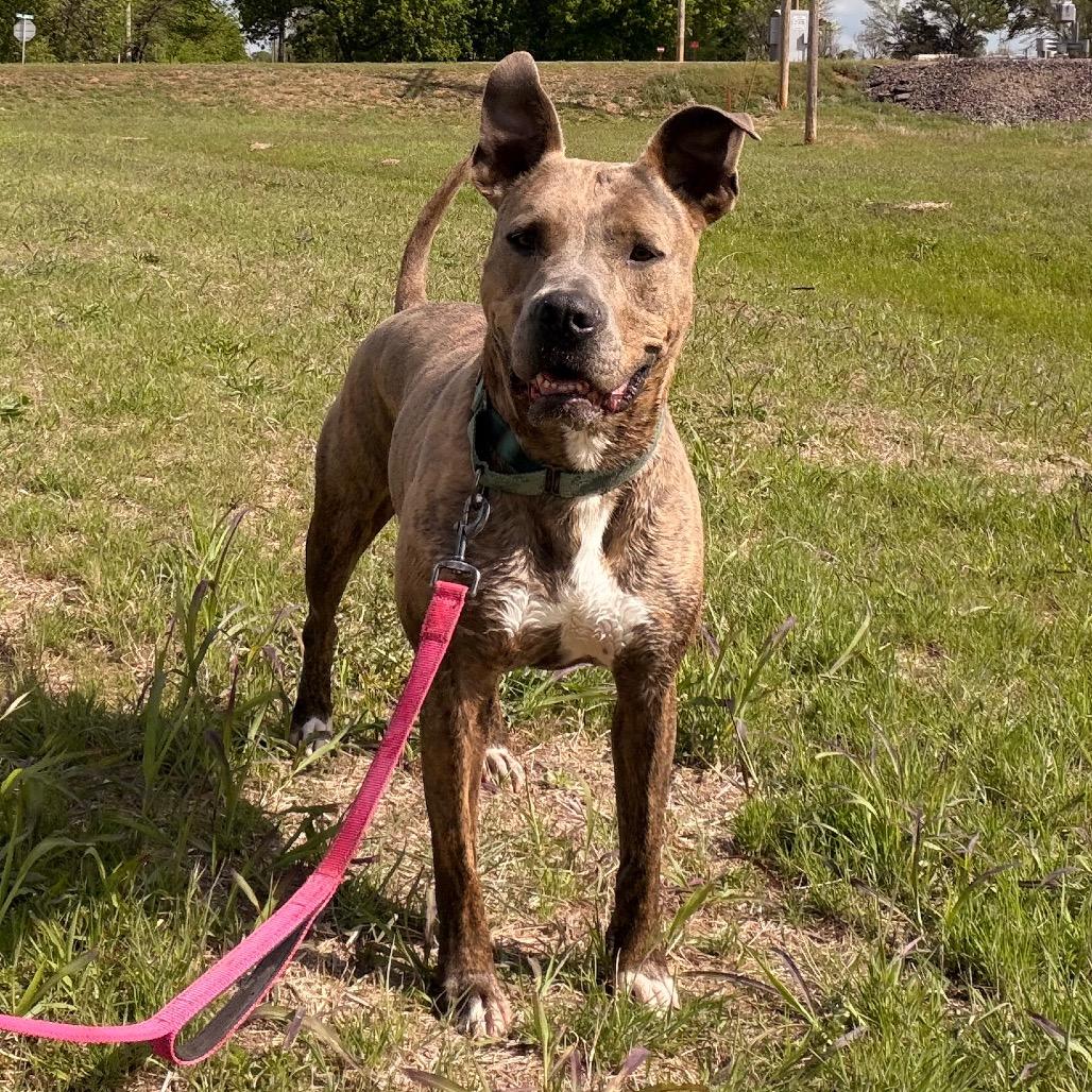Enlarge Gretel, a Adoptable Pit Bull Terrier in Duncan, OK image 6/6