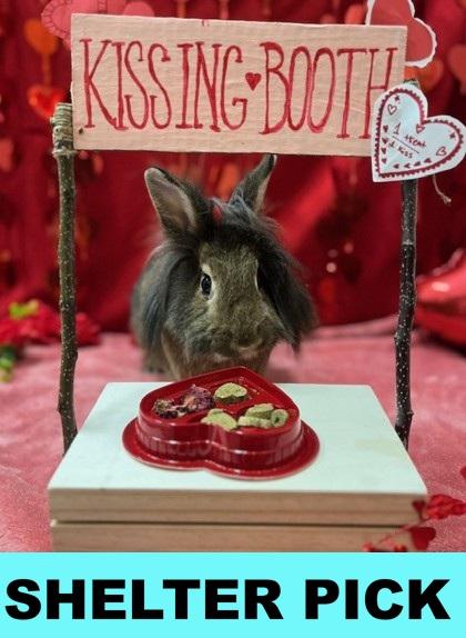 Caramel, a Adoptable mixed breed in Eugene, OR image 3/3