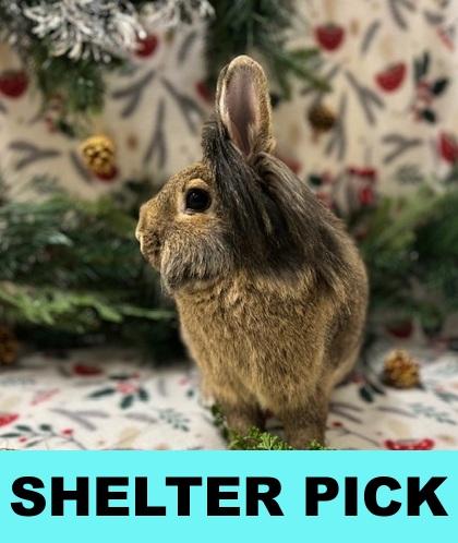 Caramel, Adoptable, Adult Male Lionhead & American.