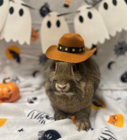 Caramel, a Adoptable mixed breed in Eugene, OR image 2/2