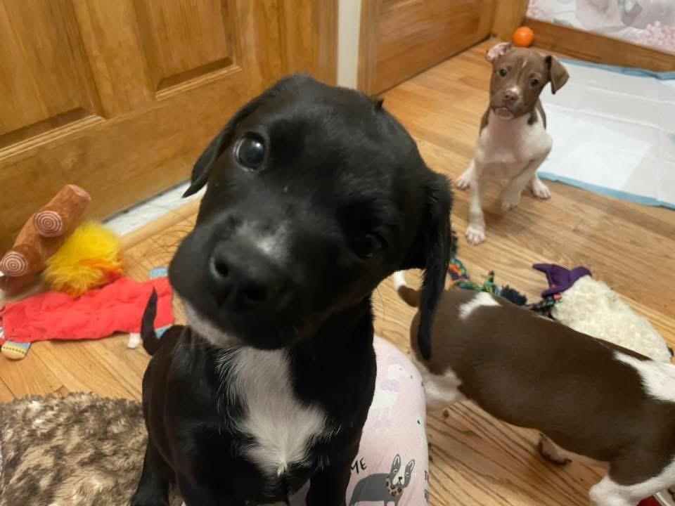 Foxtrot, a Adoptable mixed breed in GLEN MILLS, PA image 1/4