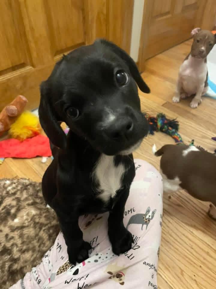 Foxtrot, a Adoptable mixed breed in GLEN MILLS, PA image 4/4