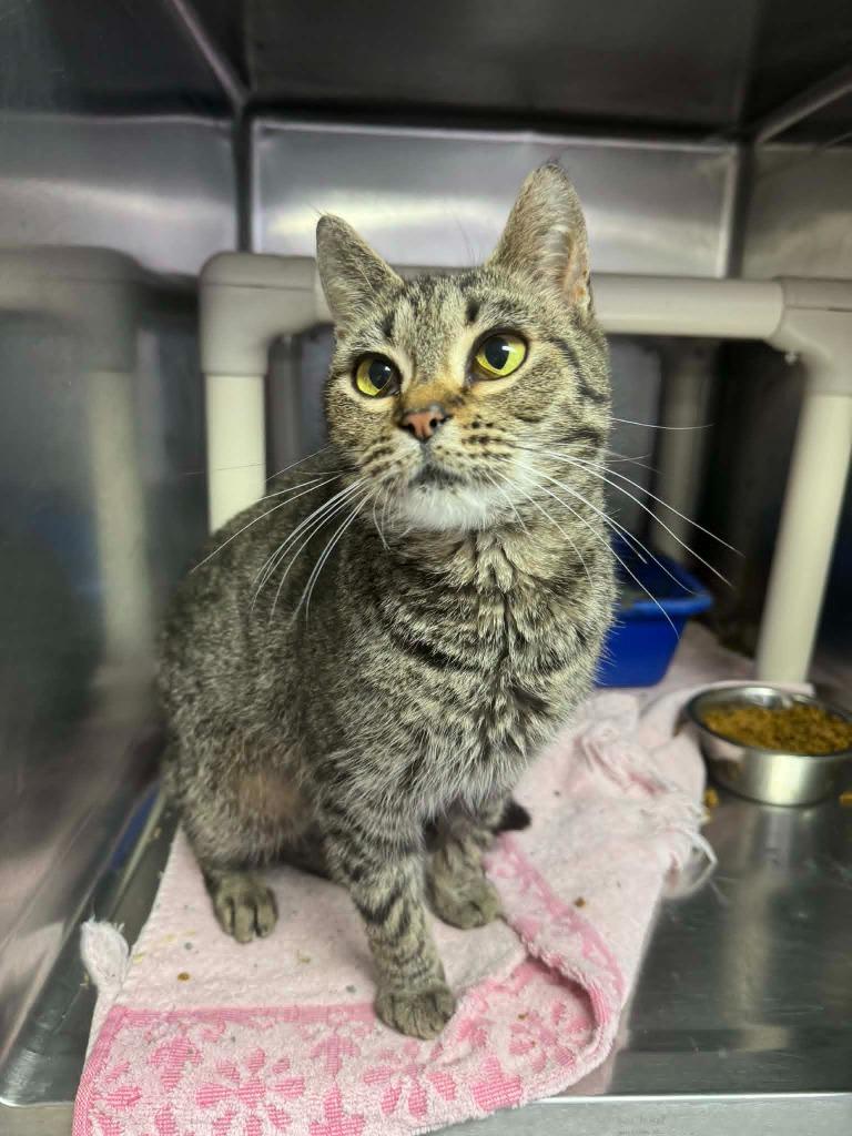 Ollie, Adoptable, Adult Female Domestic Short Hair.
