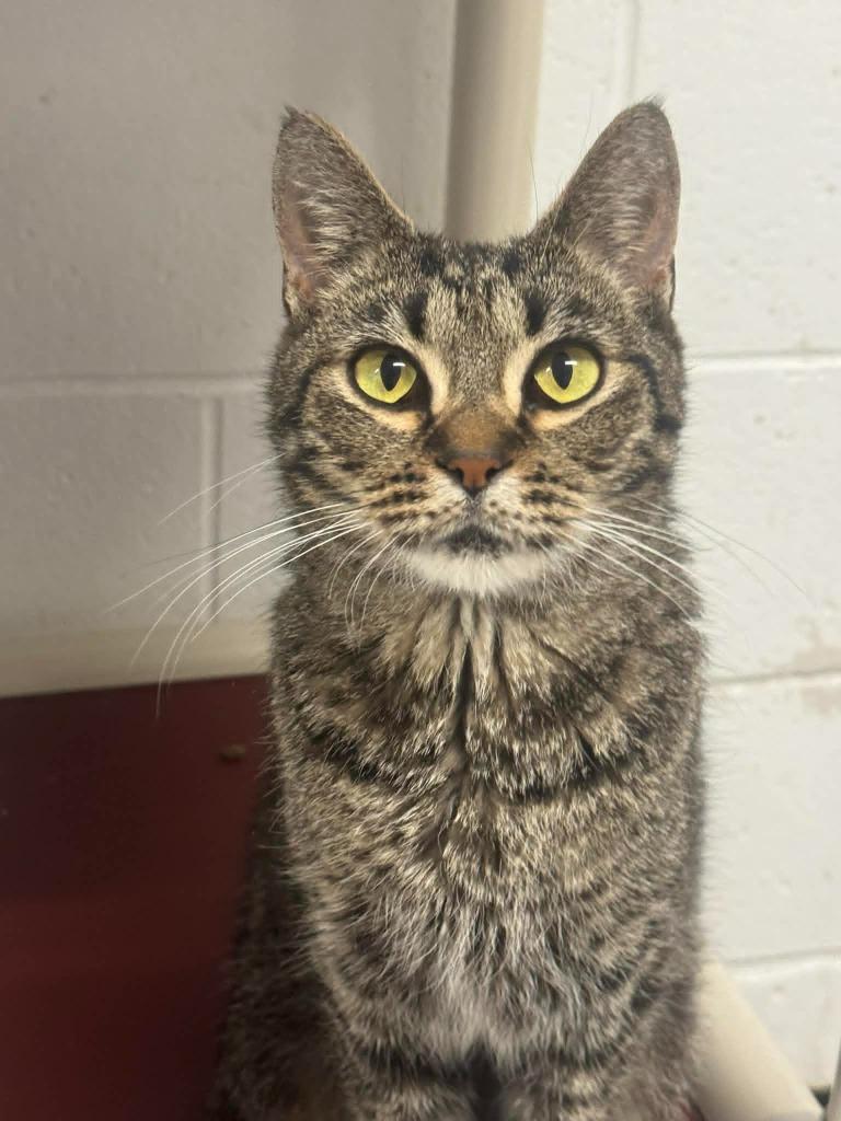 Enlarge Ollie, a Adoptable mixed breed in Marion, OH image 2/2